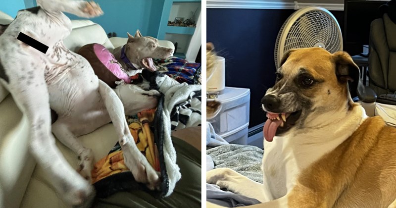 20 Goofy Good Boys Who Put the Capital Duh Derp | thumbnail includes two images one image shows a white dog with bottom in the air sitting on own head on couch, the other image shows a dog snarling sticking tongue out smiling