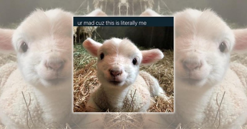 lamb memes wholesome animals lambs animal memes Animals - 45736965
