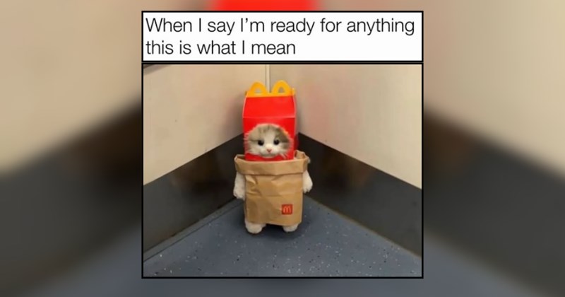 27 Gentle Feline Funnies for a Dash of Kitty Cuteness to Your Day (June 17, 2026)