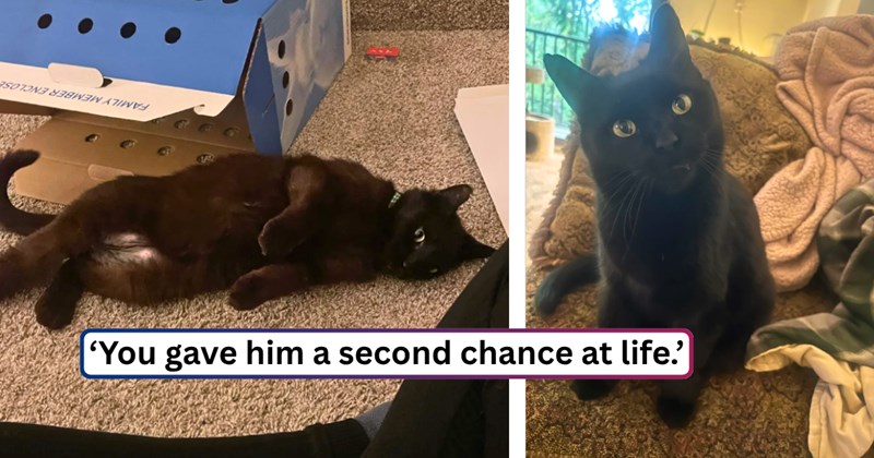 27 text pictures, 6 cat pictures | thumbnail includes two pictures of a cat, and ‘You gave him a second chance at life.’