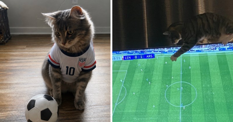 27 cat pictures | thumbnail includes two pictures of cats 