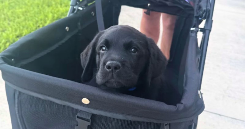 dogs training