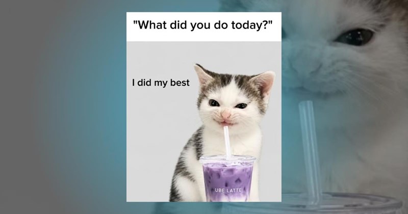 27 Cute Kitten Memes to Inspire a Fresh Purrspective