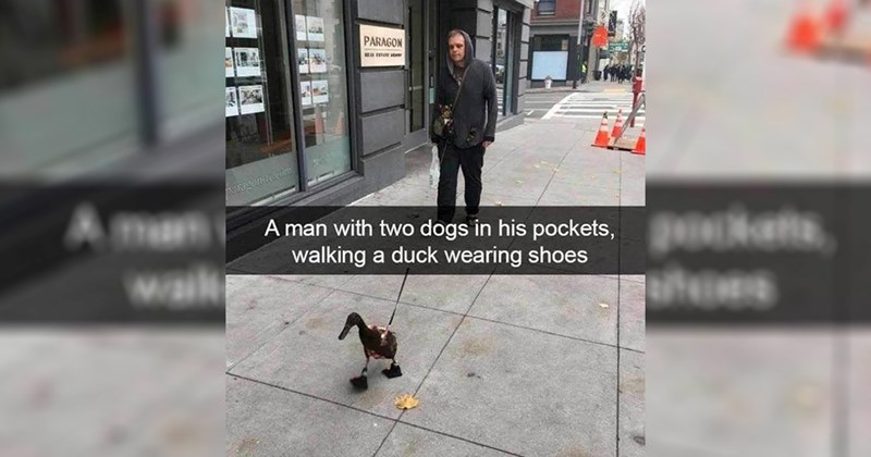 funny random memes relatable memes work memes dog memes random memes funny memes dank memes twitter memes meme funny tweets animal memes funny cat memes Funny Memes - 45748229
