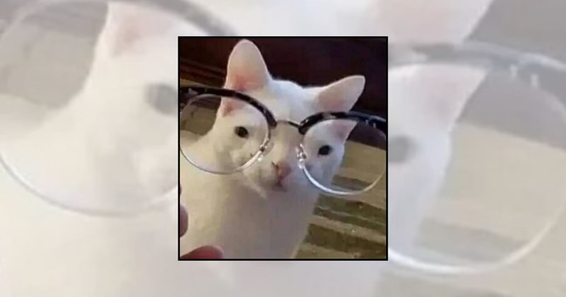 funny cat pictures cats wearing spectacles funny cats Cats - 45749509