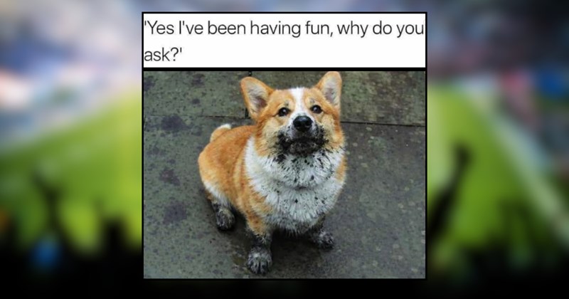 A World Cup of Pet Memes for Soccer Fans With Furballs