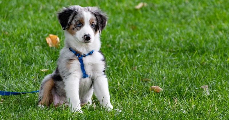 First time pet owners want to adopt mini aussie but underestimate the energy they have, they discover the beauty of rigorous training for this amazing breed