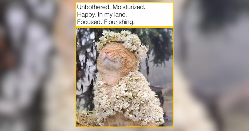 22 Blooming Cats for a Flower-Filled Scroll Session