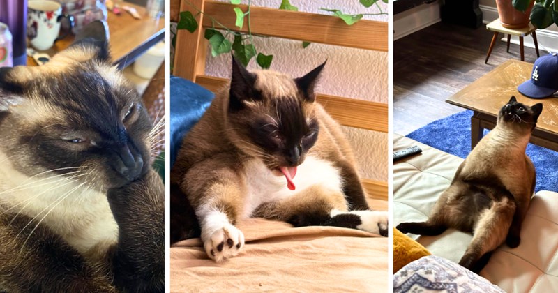 32 cat pictures | thumbnail includes three pictures of siamese cats