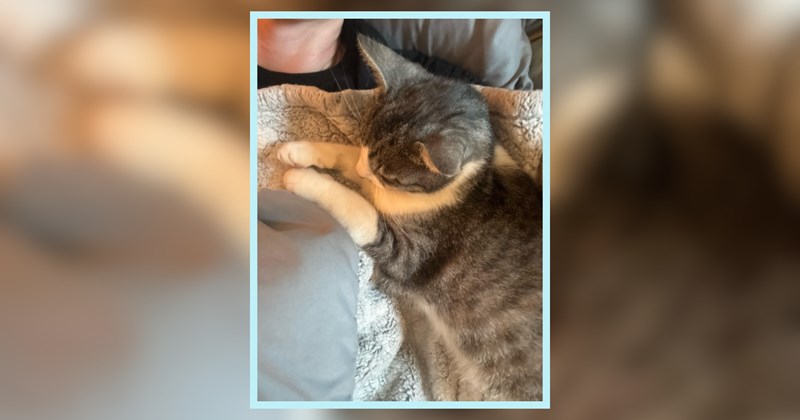 'Ok universe, I request [...] the cat distribution finds us': Woman meownifests cat after dog tragically crosses rainbow bridge, her wish is granted