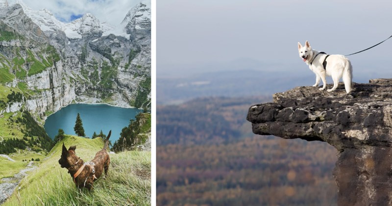 27 Mountain Scaling Doggos fur Hardworking Hoomans Climbing Corporate Ladder | thumbnail includes two images one image shows a brown dog standing on grass mountainside lake beneath, the other image shows a white dog standing on cliff overhang mountain