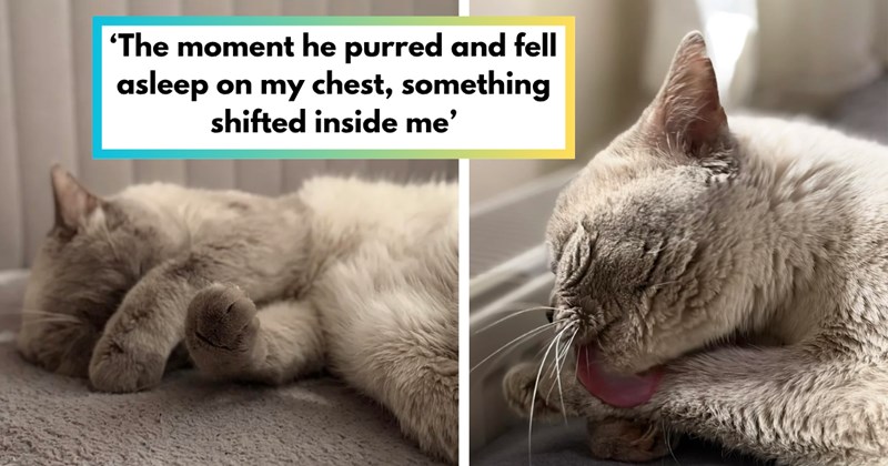 Story of a struggling cat lover rescuing a kitten in the rain, then realizing that the kitten saved them too | Thumbnail includes two pictures of a gray cat, and one picture of text including '