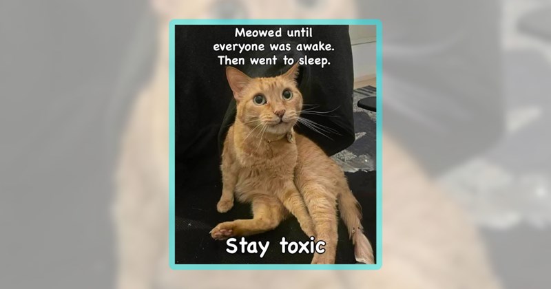 29 cat memes | thumbnail includes one meme including 'Meowed until everyone was awake. Then went to sleep. Stay toxic'