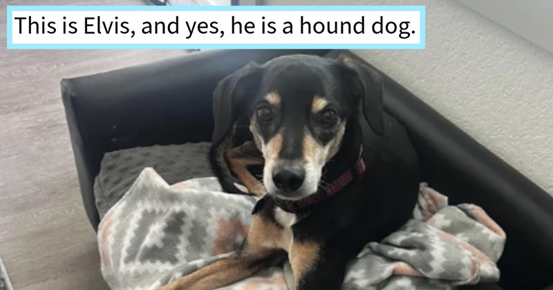 22 Cute Canine Kids Cringey Hooman Names | thumbnail includes one image which shows a black brown and white dog lying on dog couch ‘This is Elvix, and yes, he is a hound dog.’