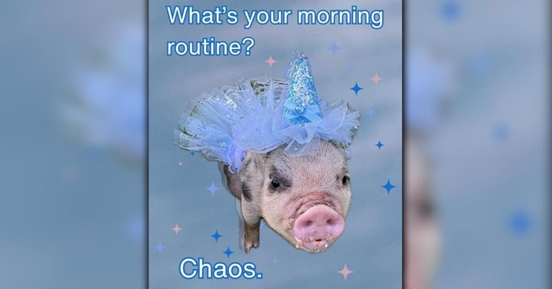 23 Sweet Animal Memes That Add Cutness to Your Morning Cup of Coffee