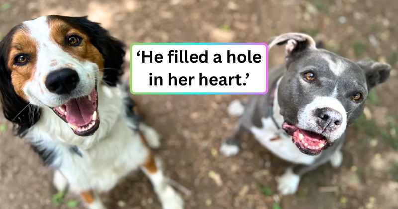 30 text pictures, 12 dog pictures, 2 text and dogs pictures | thumbnail includes one picture of dogs, and ‘He filled a hole in her heart.’