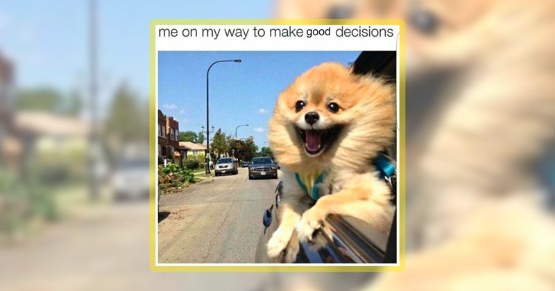 31 dog memes | thumbnail includes one meme including 'me on my way to make good decisions.'