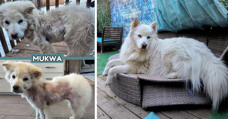 Story of dog rescue and transformation after getting adopted | Thumbnail includes one picture of a weak, mistreated dog including 'MUKWA', and one picture of a fluffy white dog one year later