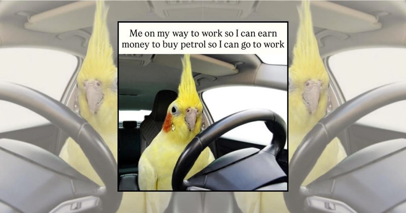 bird memes funny birds wholesome animal memes Animals - 45760517