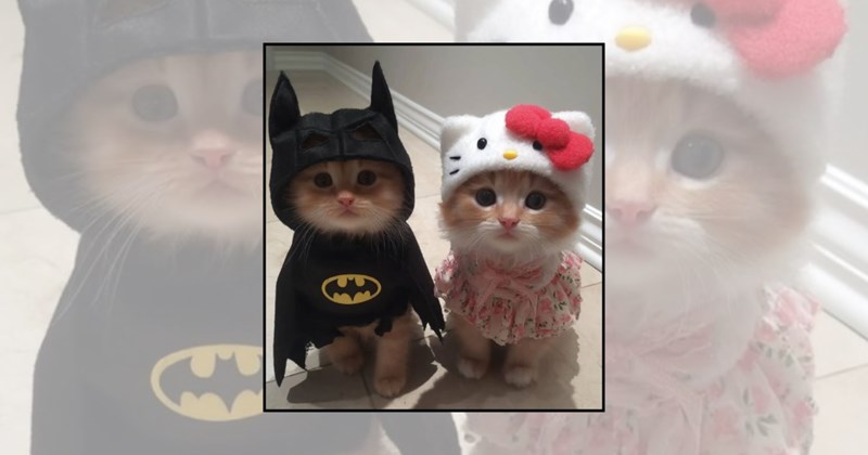 cats in costumes cats dressed up funny cats Cats silly cats - 45761029