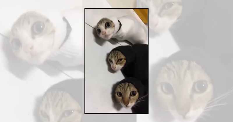 cats in socks cat pictures purrito funny cats Cats - 45763333