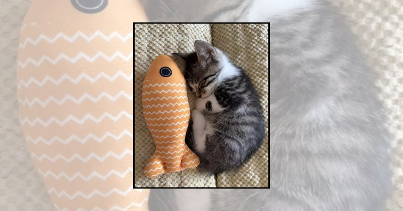sleepy cats eepy kitten cute cats funny kitten Cats - 45764869