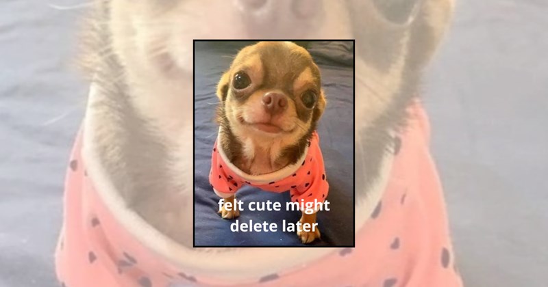silly puppers funny puppy cute puppy Doggos - 45765381