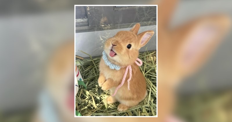 bunnies bunny ears cute bunny bunny Animals - 45766149