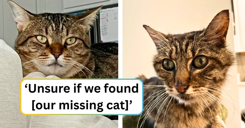 21 text pictures, 11 cat pictures | thumbnail includes two pictures of cats, and ‘Unsure if we found [our missing cat]’
