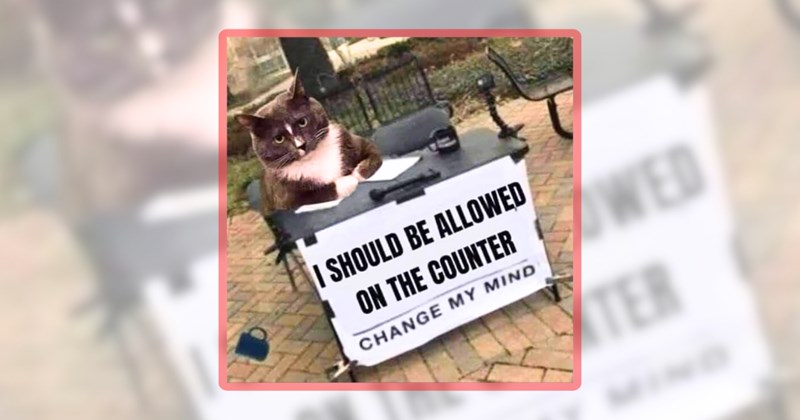 23 cat memes | thumbnail includes one meme including 'I SHOULD BE ALLOWED ON THE COUNTER CHANGE MY MIND'