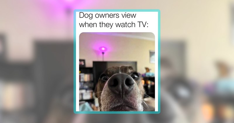 30 dog memes | thumbnail includes one meme including 'Dog owners view when they watch TV:'