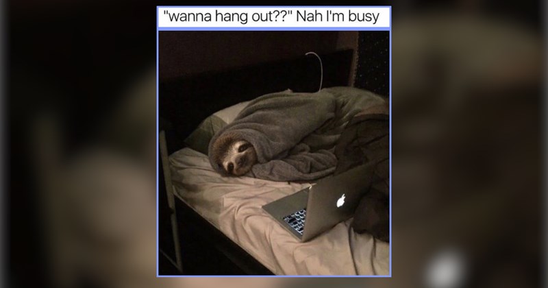 28 Lazy Sloth and Raccoon Memes to Scroll When You're Bed Rotting This Weekend 