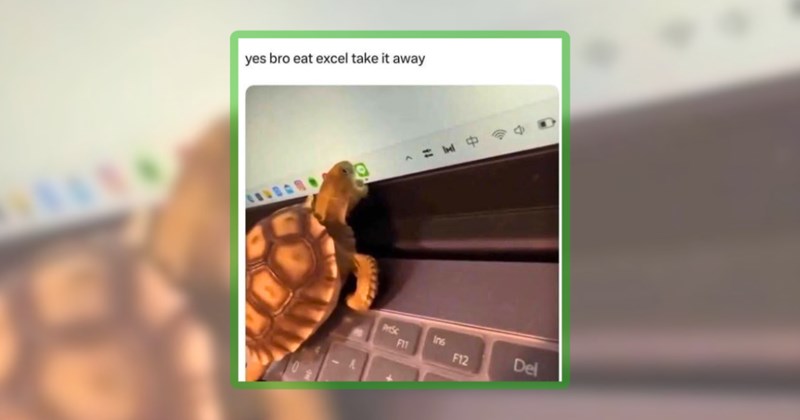 21 Turtle and Tortoise Memes | thumbnail includes one meme including 'yes bro eat excel take it away'