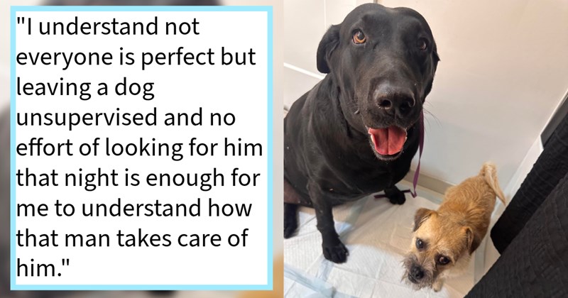 2 dogs running through traffic saved by Miami woman who found them space at shelter, only discover their neglectful pawrents want them back, rescuer says: ‘How do you leave your dog unsupervised overnight you love him so much?’ | thumbnail includes one image which shows a large black dog and a small brown dog sitting ‘“I understand not everyone is perfect but leaving a dog unsupervised and no effort of looking for him that night is enough for me to understand how that man takes care of him.”’