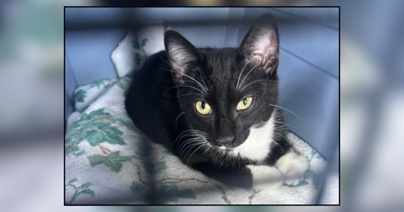 Parents take son to pet store for surprise birthday "tadpole," he chooses a kitten and they miraculously say yes