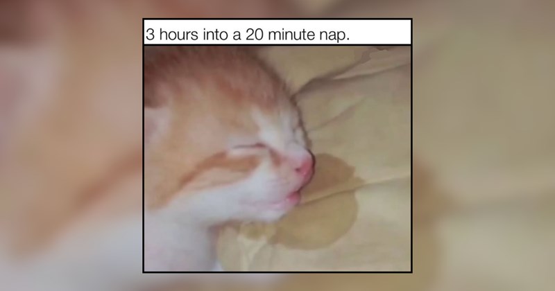 30 Purrfecto Cats in Sleepy Summer Sunday Siestas
