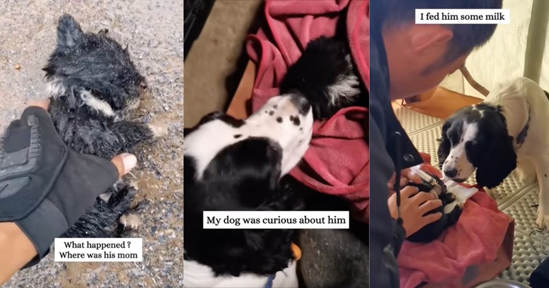 Video and story of a man rescuing a "puppy" that turned out to be a bear cub | Thumbnail includes one picture of a baby animal including 'What happened? Where was his mom', one picture of a dog and a baby animal in a blanket including 'My dog was curious about him', and one picture of a man bottle feeding a baby animal including 'I fed him some milk'