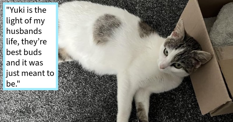 British pub patron saves dumped kitten who’d spent days scavenging garbage, but vets confirm fur baby comes babies inside, rescuer says: ‘She’s my spare room living her best life waiting to give birth, which was not plan.’ | thumbnail includes one image which shows a white and gray cat lying on carpet next to box ‘“Yuki is the light of my husbands life, they’re best buds and it was just meant to be.”’