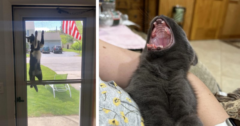 20 Hisssterical Pics Cats Who Choose Chaos Over Cuteness | thumbnail includes two images one image shows a black and white cat halfway up a screen door, the other image shows a black cat leaning back mouth wide open