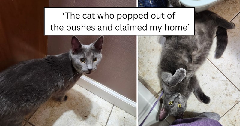 26 pictures of cats and text | thumbnail includes two pictures of a cat and one picture of text including '‘The cat who popped out of  the bushes and claimed my home’' 