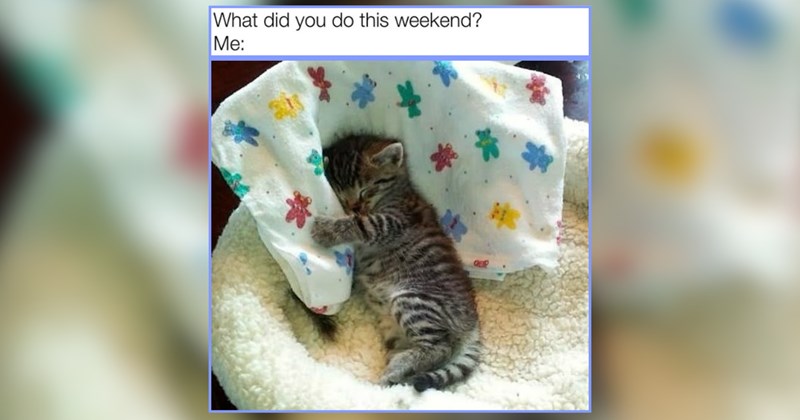 32 Sweepy Wittle Kitties Lost in Cozy Dreamland