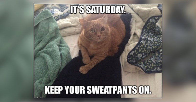 28 cat memes | thumbnail includes one meme and one picture of text including 'IT'S SATURDAY. KEEP YOUR SWEATPANTS ON.' 