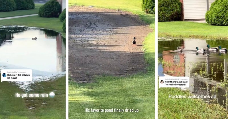 Sad duck spotted standing in the middle of an empty pond, until rain fills it back up again, warming the hearts of millions invested strangers: 'Puddles refuses to leave'