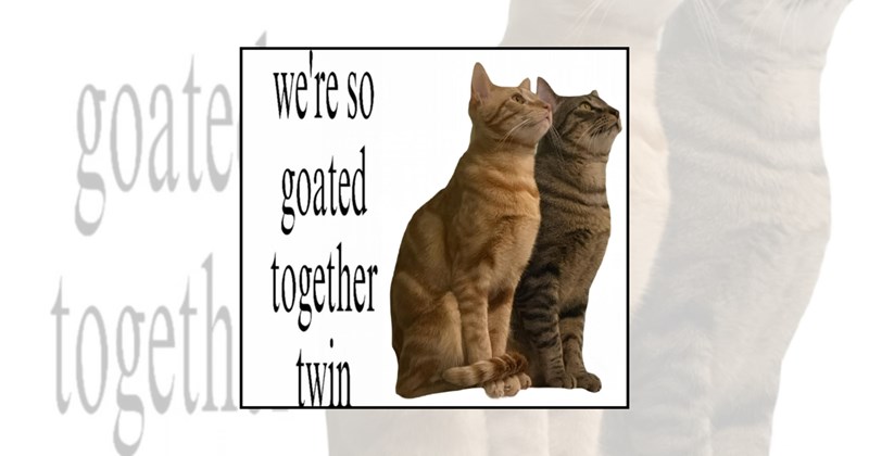 friends memes bros twin memes cat memes Cats - 45782277