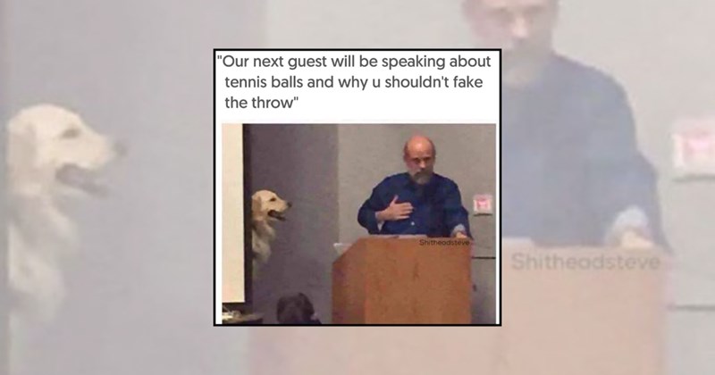 funny dog memes doggos golden retriever Doggos - 45785093