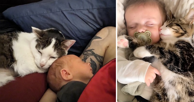 cat pictures | thumbnail includes two pictures of cats 