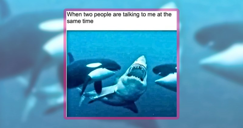 33 animal memes | thumbnail includes one meme including 'When two people are talking to me at the same time'
