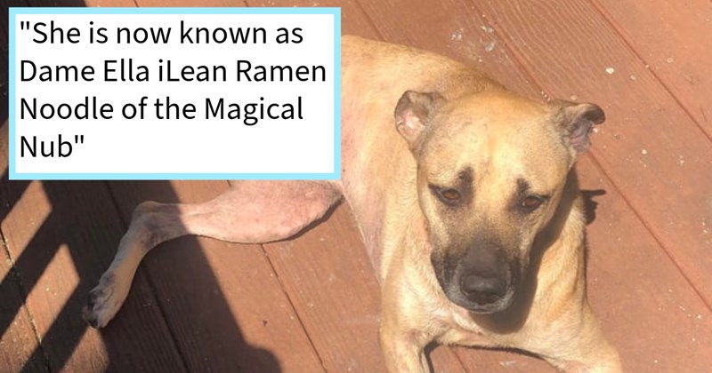 Starving three-legged dog found next to motel by Indiana janitor who first couldn’t keep her but soon fell in love her noodling ways, dog dad says: ‘We call her Noodle, due her stubborn deadweight approach anything she’s not pumped about.’ | thumbnail includes one image which shows a cream colored dog lying on a deck ‘“She is now known as Dame Ella iLearn Ramen Noodle of the Magical Nub”’