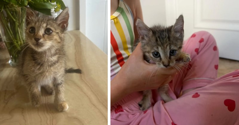 Woman buys kitten a one way ticket from Texas to Los Angeles after finding her trying to claw her way out of cattle grate, they are now California Dreamin'
