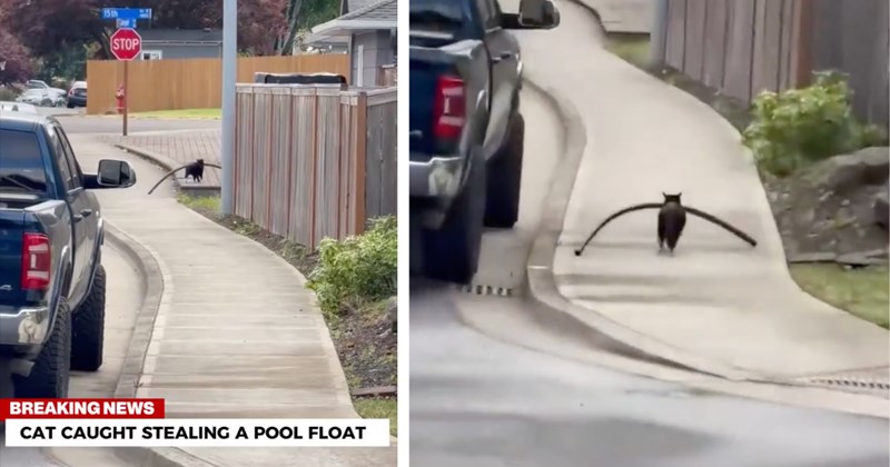 Story and video of a cat stealing a pool noodle | Thumbnail includes one picture of a cat carrying a pool noodle including 'NCNL NEWS STOP BREAKING NEWS CAT CAUGHT STEALING A POOL FLOAT @nocatsnolife_m TT: just.like.mabel', and one picture of a cat carrying a pool noodle